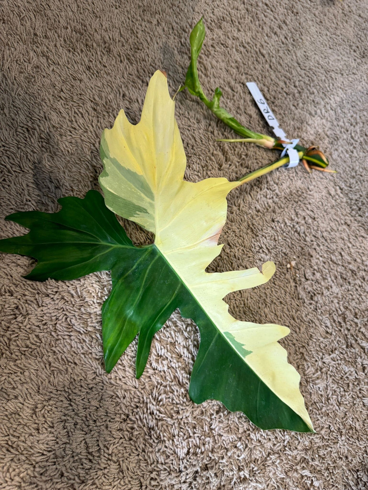 Philodendron Golden Dragon Variegated Cutting - Collector Rare Indoor Plants - Live Plant - Half-Moon Top Cut Leaf - USA Seller