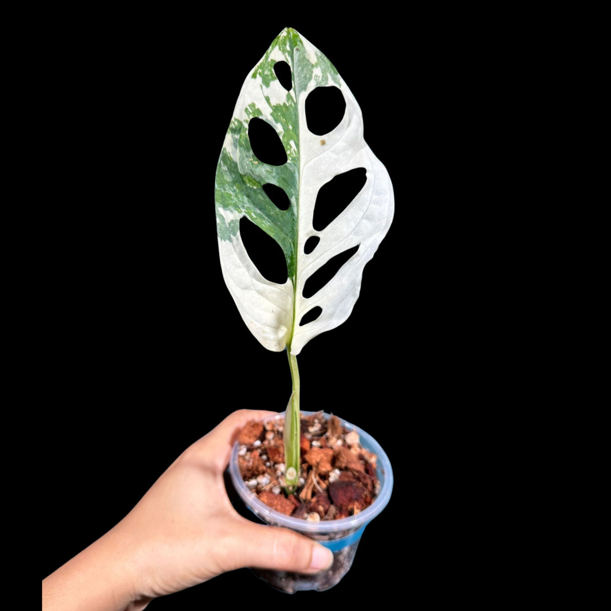 High Variegated White Monstera Adansonii Albo in a Nursery Pot - Swiss Cheese Half Moon Potted Plant- Rare Collector Plant - US Seller
