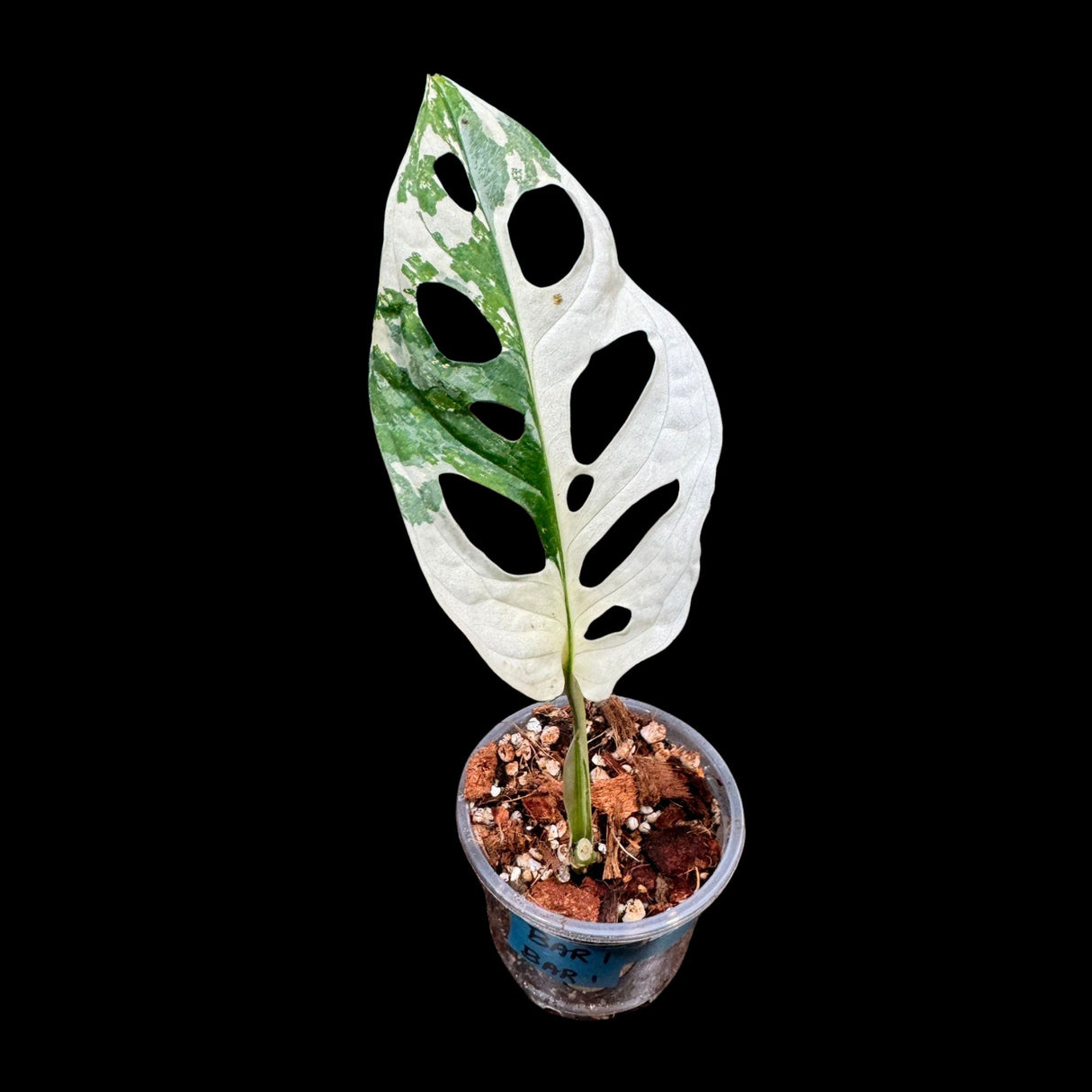 High Variegated White Monstera Adansonii Albo in a Nursery Pot - Swiss Cheese Half Moon Potted Plant- Rare Collector Plant - US Seller
