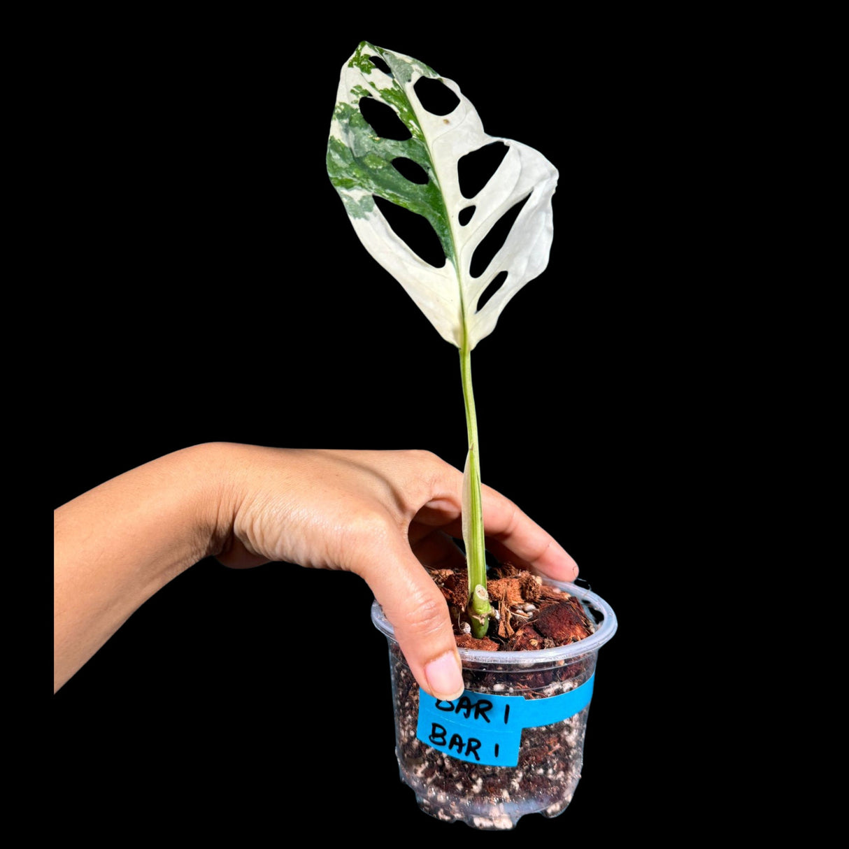 High Variegated White Monstera Adansonii Albo in a Nursery Pot - Swiss Cheese Half Moon Potted Plant- Rare Collector Plant - US Seller