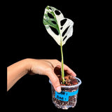 High Variegated White Monstera Adansonii Albo in a Nursery Pot - Swiss Cheese Half Moon Potted Plant- Rare Collector Plant - US Seller