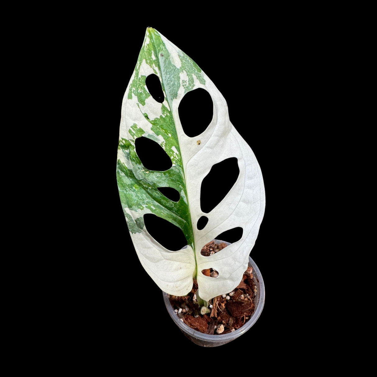 High Variegated White Monstera Adansonii Albo in a Nursery Pot - Swiss Cheese Half Moon Potted Plant- Rare Collector Plant - US Seller