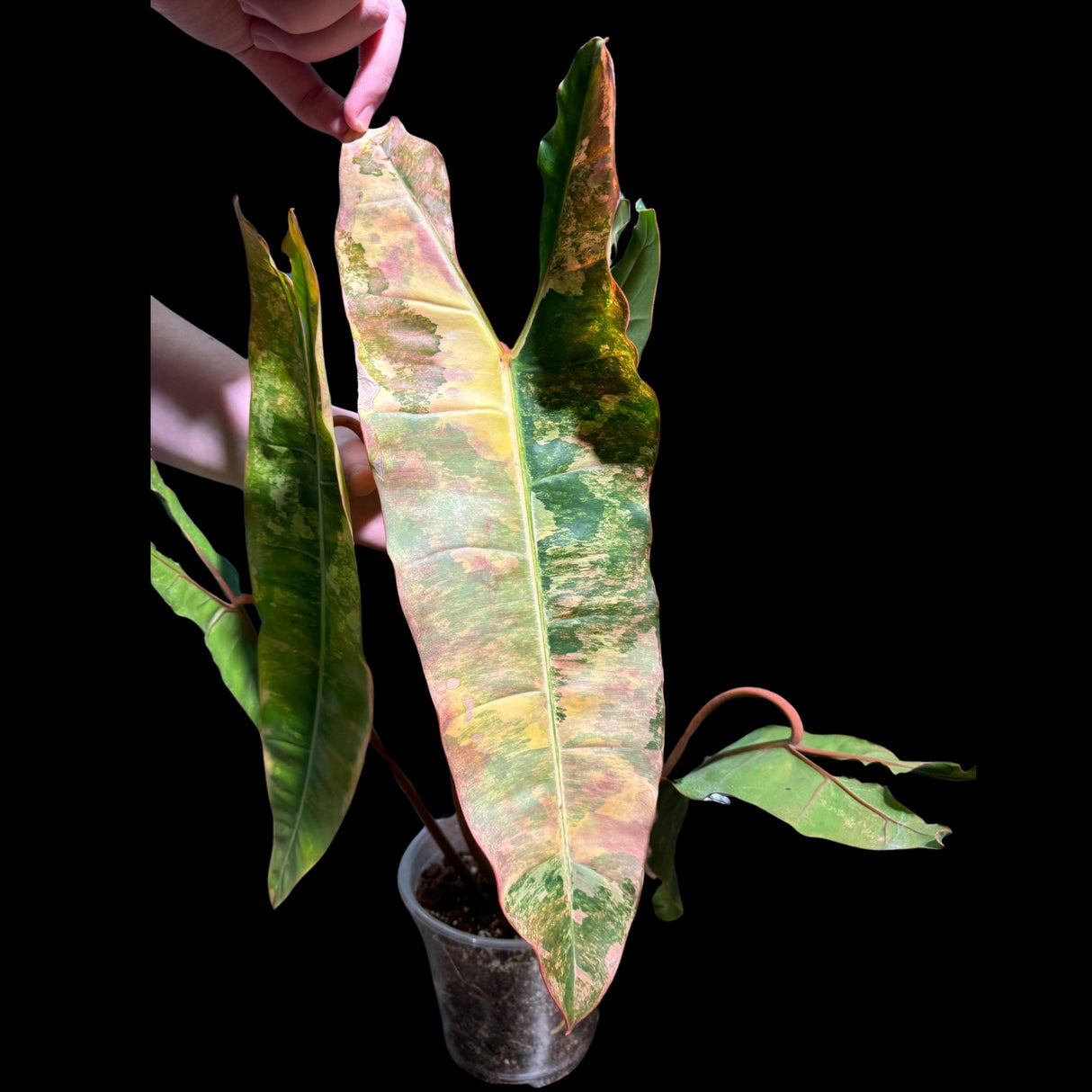 Philodendron Variegated Billietiae Pot