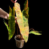 Philodendron Variegated Billietiae Pot