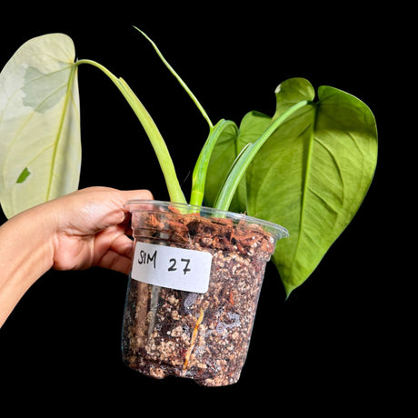 Variegated Syngonium Chiapense Plant in a Nursery Pot