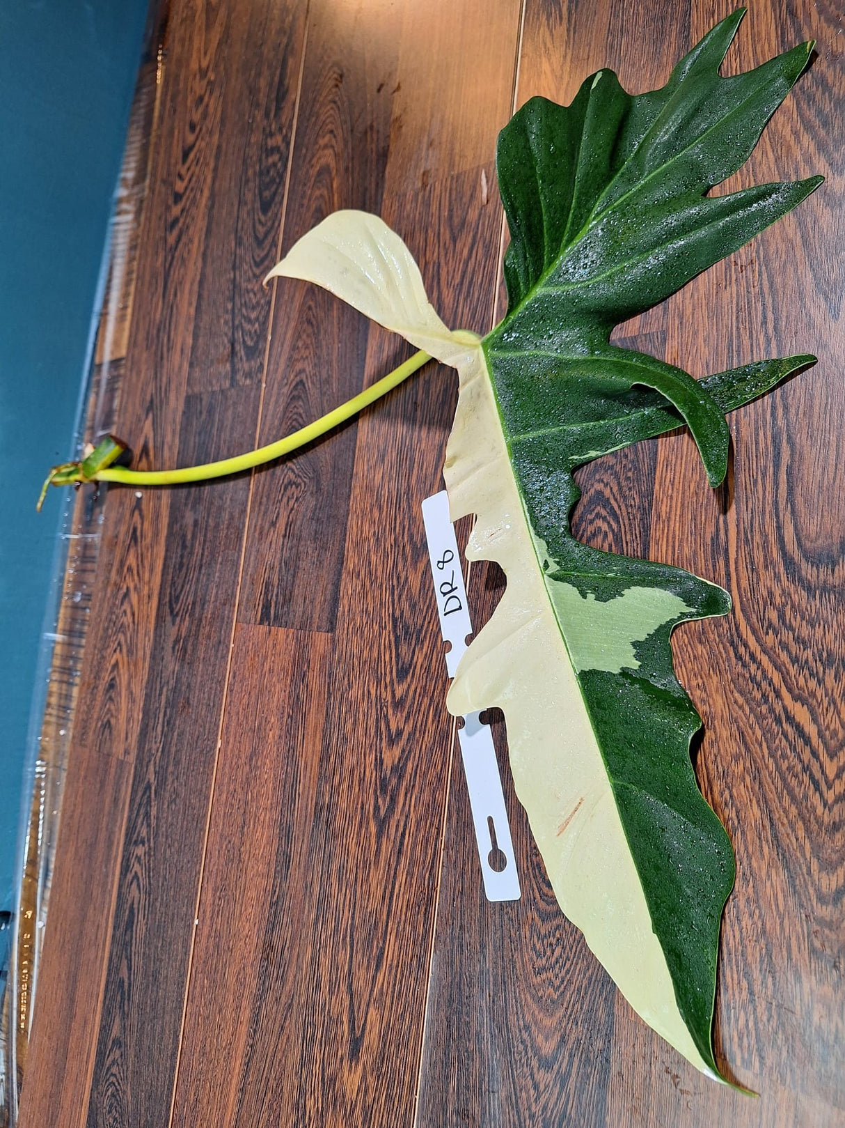 Philodendron Golden Dragon Variegated Cutting - Collector Rare Indoor Plants - EXACT SAME plant - USA Seller