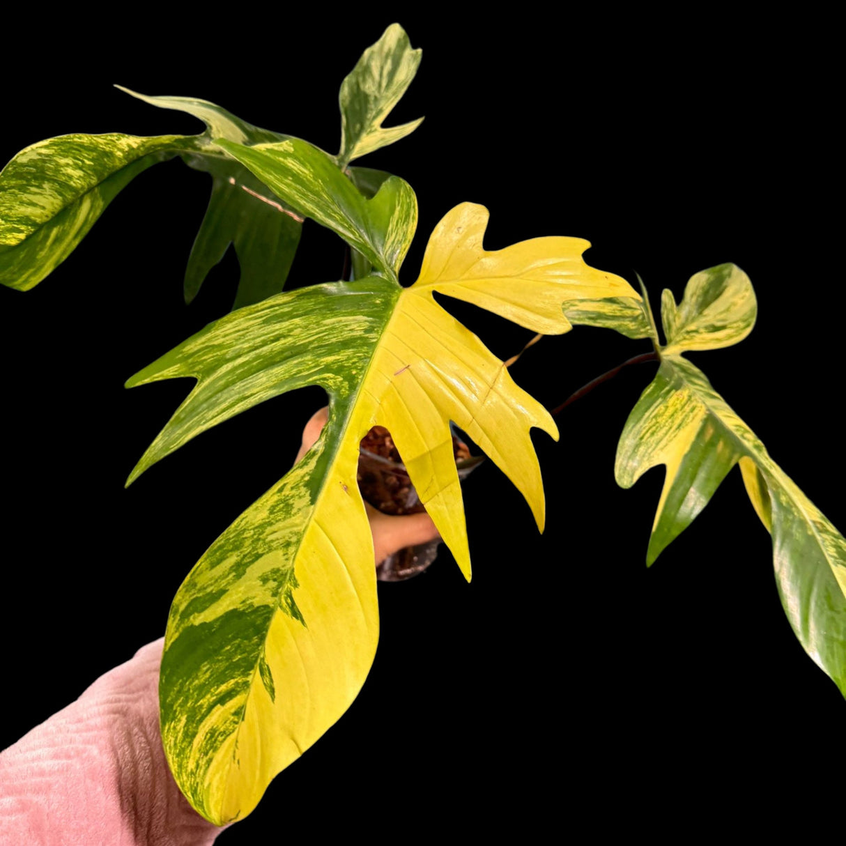 Variegated Philodendron Florida Beauty Potted Plant