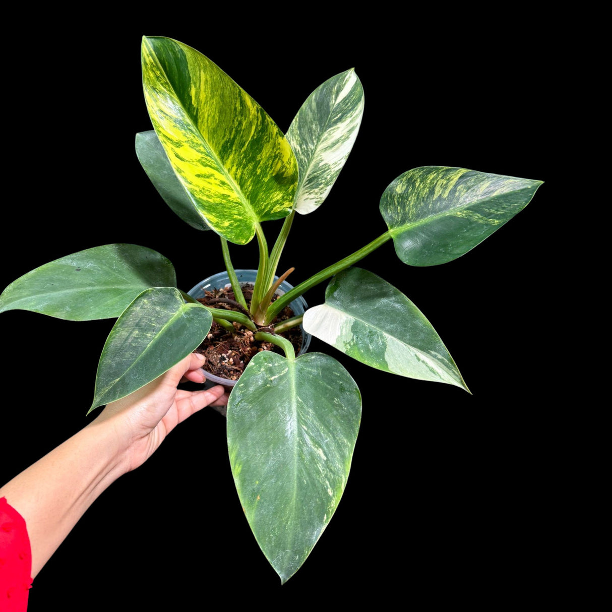 Philodendron Green Congo Variegated Live Plant in a Nursery Pot