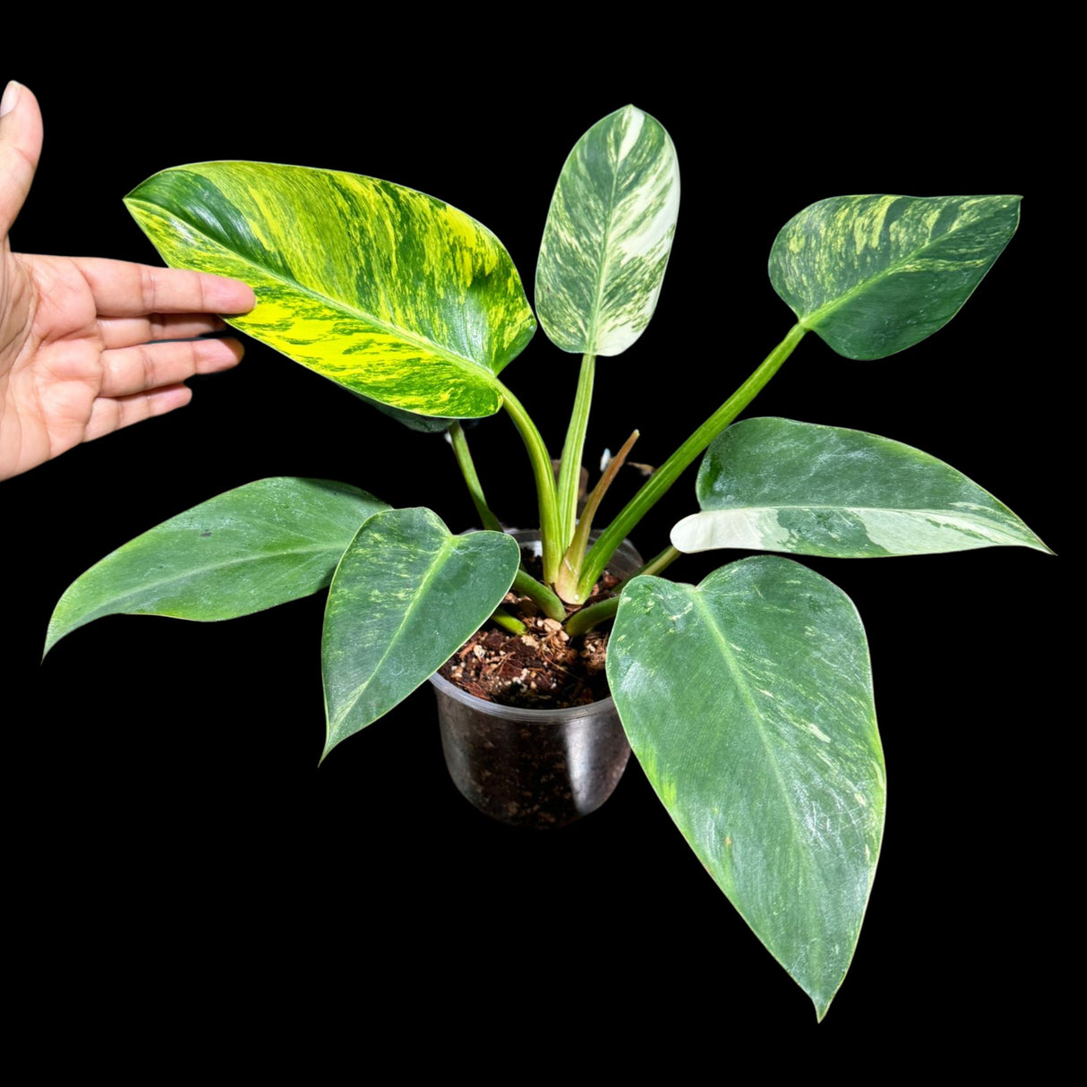 Philodendron Green Congo Variegated Live Plant in a Nursery Pot