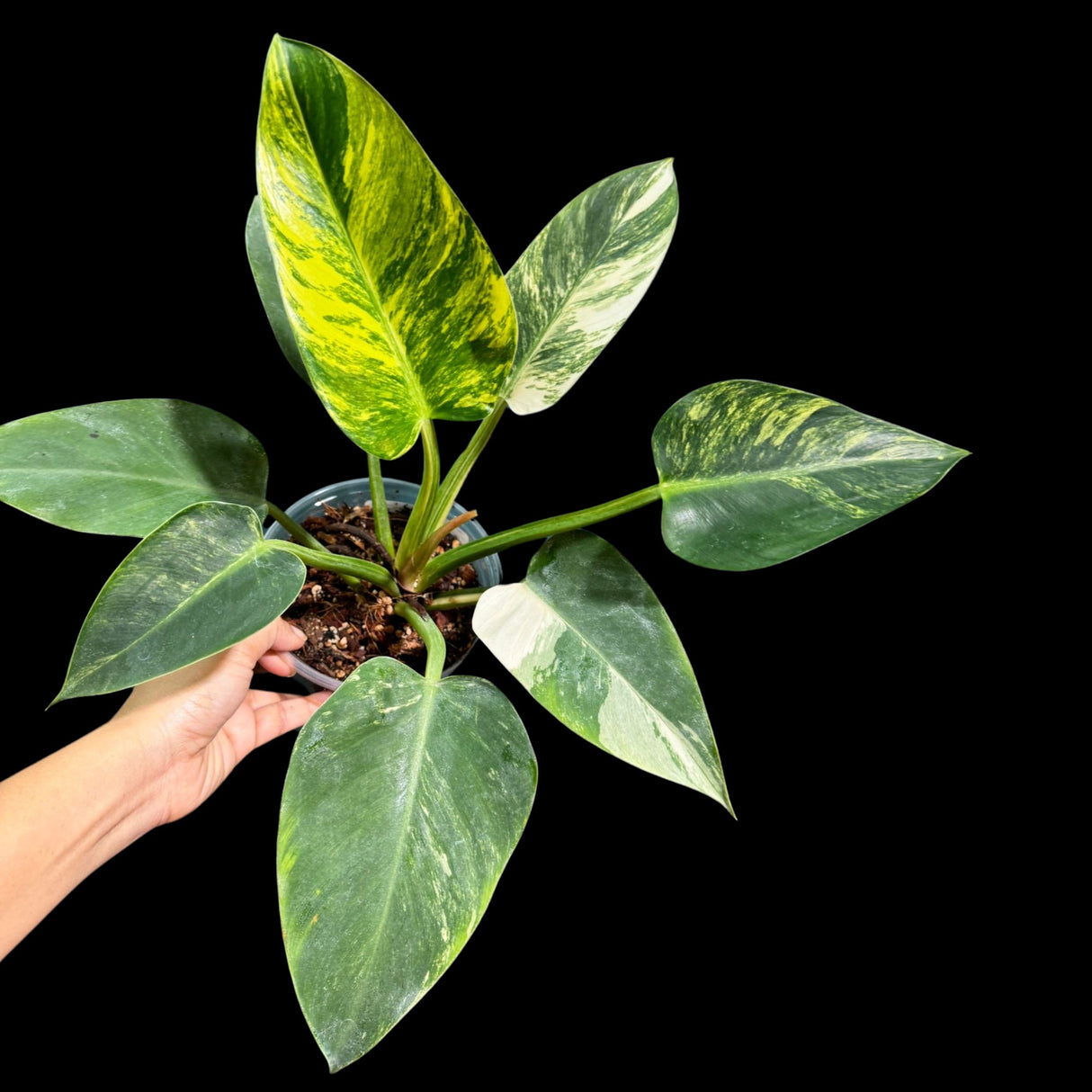 Philodendron Green Congo Variegated Live Plant in a Nursery Pot