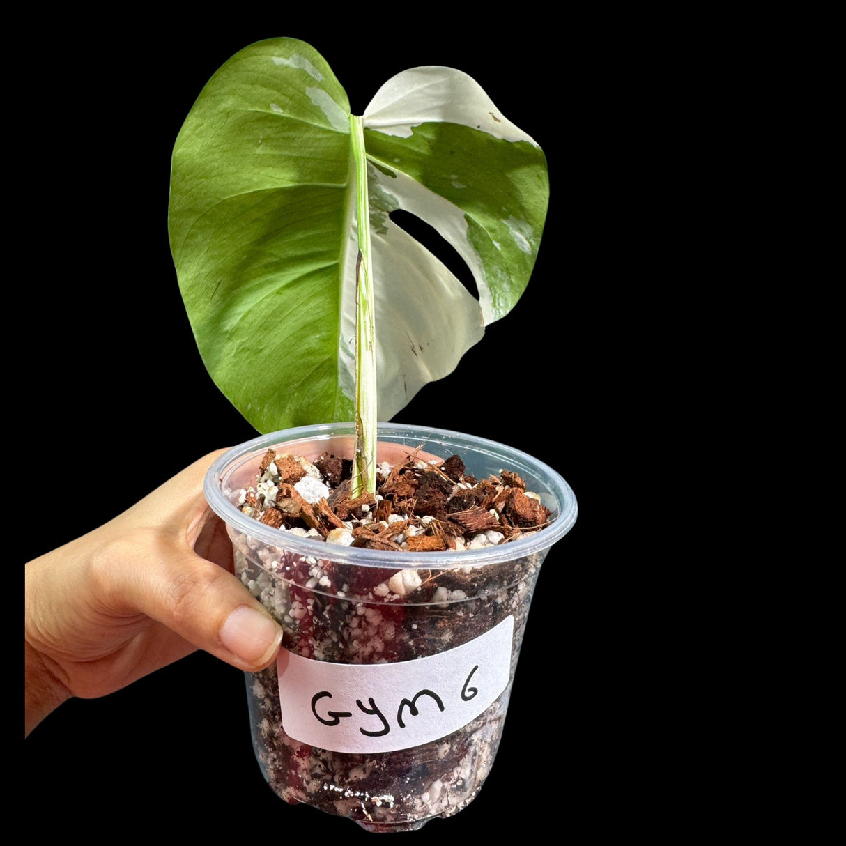 Variegated Monstera Albo Plant in a Nursery Pot - Highly Variegated Monstera ALBO Top Cut Potted - Live Rare Plant - US Seller