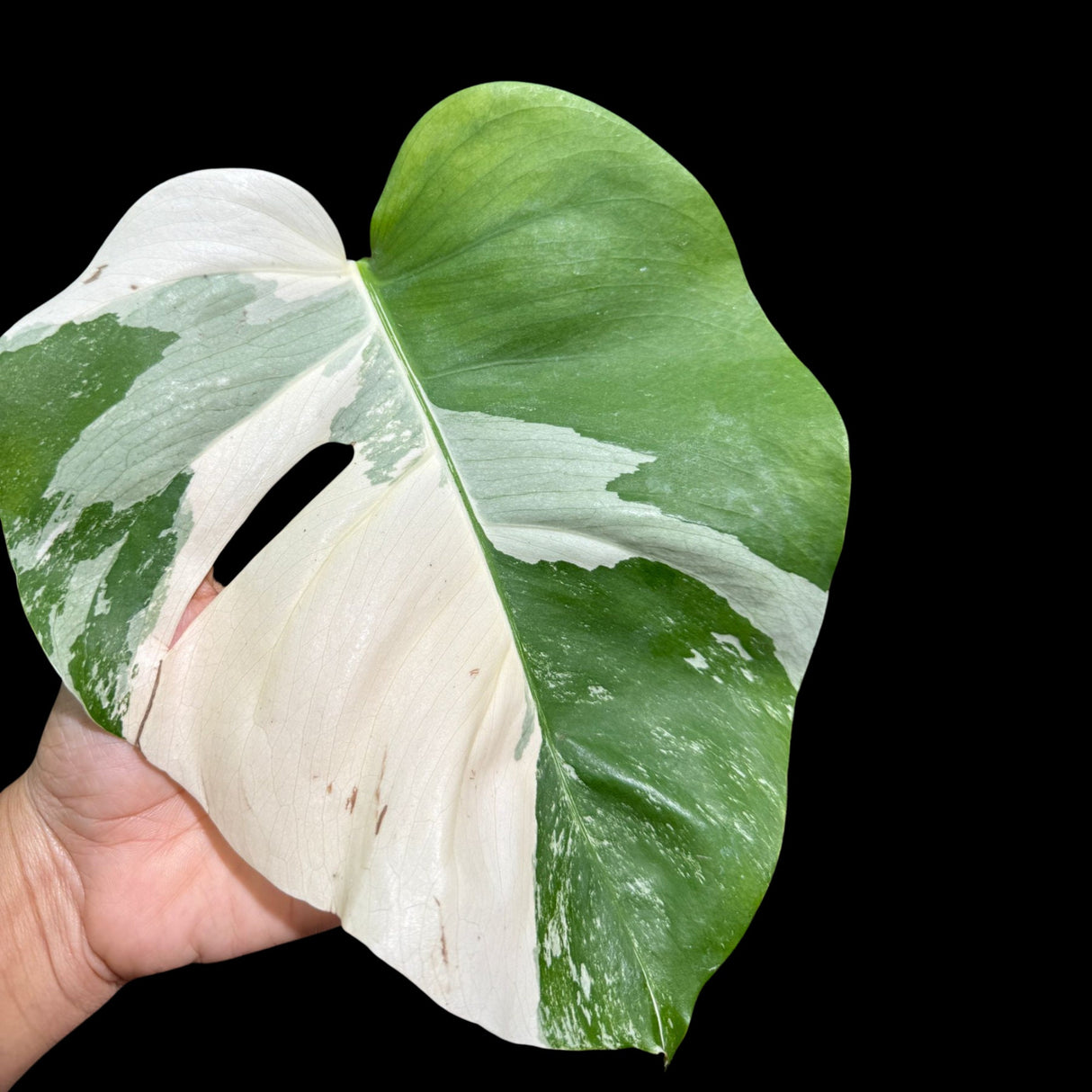 Variegated Monstera Albo Plant in a Nursery Pot - Highly Variegated Monstera ALBO Top Cut Potted - Live Rare Plant - US Seller