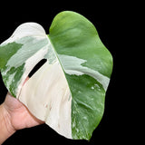 Variegated Monstera Albo Plant in a Nursery Pot - Highly Variegated Monstera ALBO Top Cut Potted - Live Rare Plant - US Seller