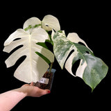 Monstera Albo Same Plant in a Nursery Pot - Highly Variegated Monstera ALBO 3 Leaf Plant - US SELLER Same Plant