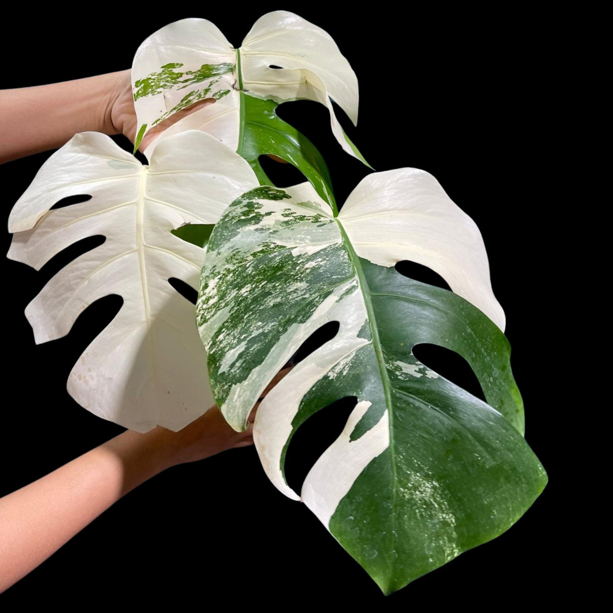Monstera Albo Same Plant in a Nursery Pot - Highly Variegated Monstera ALBO 3 Leaf Plant - US SELLER Same Plant