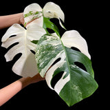 Monstera Albo Same Plant in a Nursery Pot - Highly Variegated Monstera ALBO 3 Leaf Plant - US SELLER Same Plant