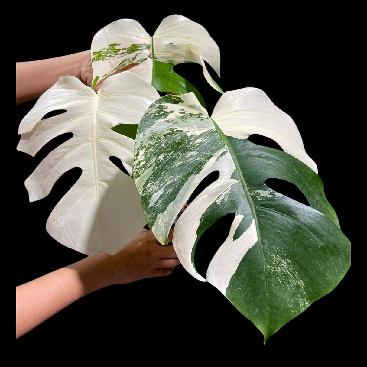 Monstera Albo Same Plant in a Nursery Pot - Highly Variegated Monstera ALBO 3 Leaf Plant - US SELLER Same Plant