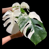 Monstera Albo Same Plant in a Nursery Pot - Highly Variegated Monstera ALBO 3 Leaf Plant - US SELLER Same Plant