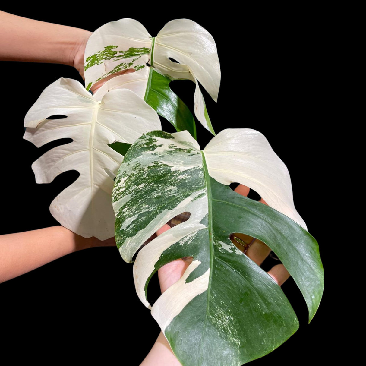 Monstera Albo Same Plant in a Nursery Pot - Highly Variegated Monstera ALBO 3 Leaf Plant - US SELLER Same Plant