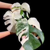 Monstera Albo Same Plant in a Nursery Pot - Highly Variegated Monstera ALBO 3 Leaf Plant - US SELLER Same Plant