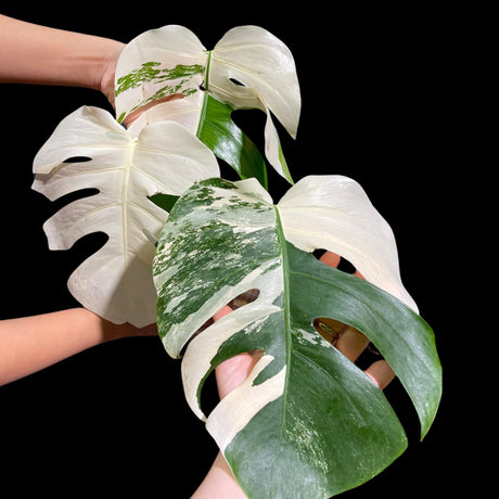 Monstera Albo Same Plant in a Nursery Pot - Highly Variegated Monstera ALBO 3 Leaf Plant - US SELLER Same Plant