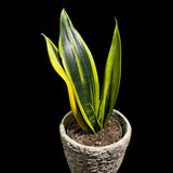 Rare Sansevieria Black Gold Snake Plant in 3” pot