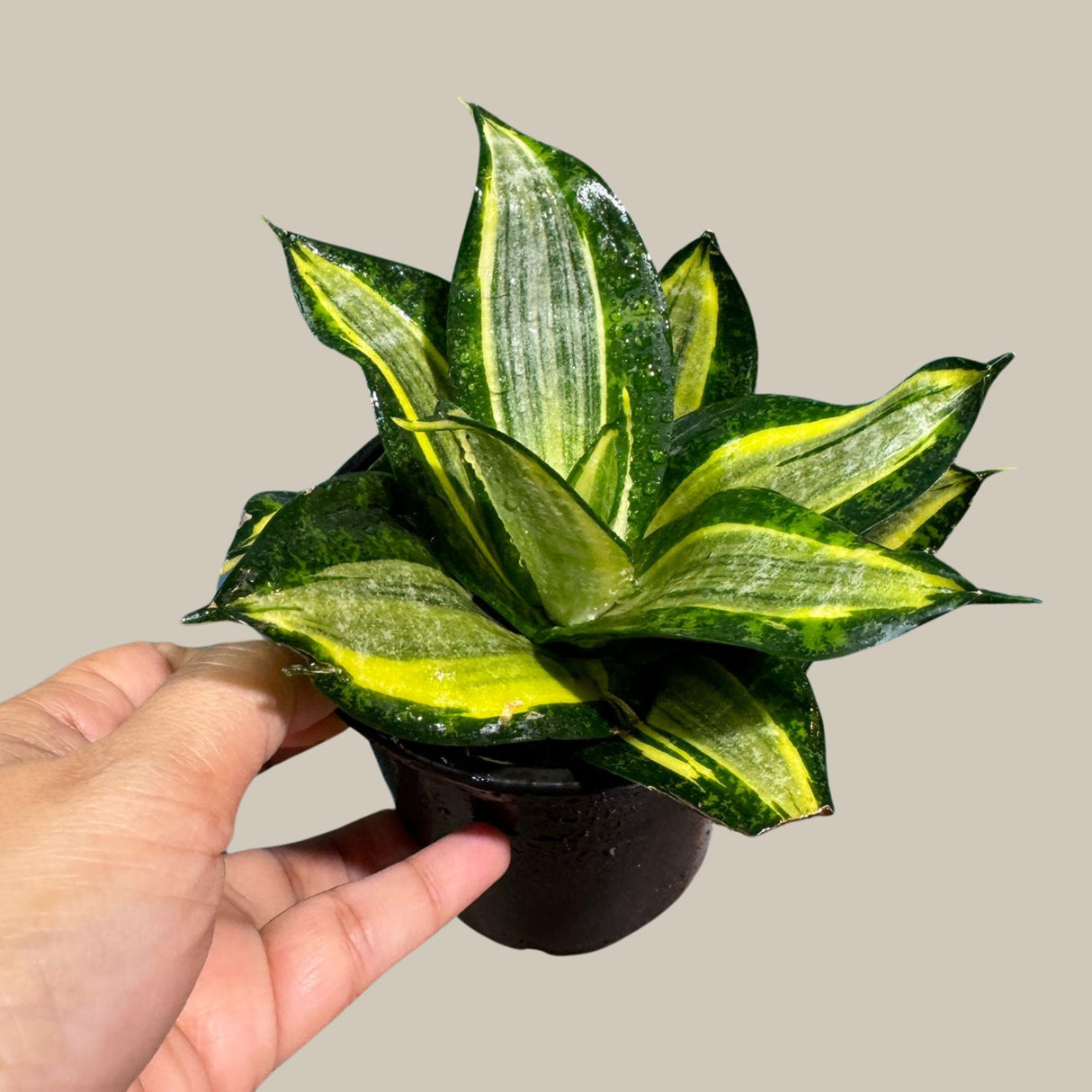 Rare Sansevieria Trifasciata Gold Star in 3” pot - Mini Snake Plant- Live Houseplant - Air Purifying Plant - Yellow Snake Plant