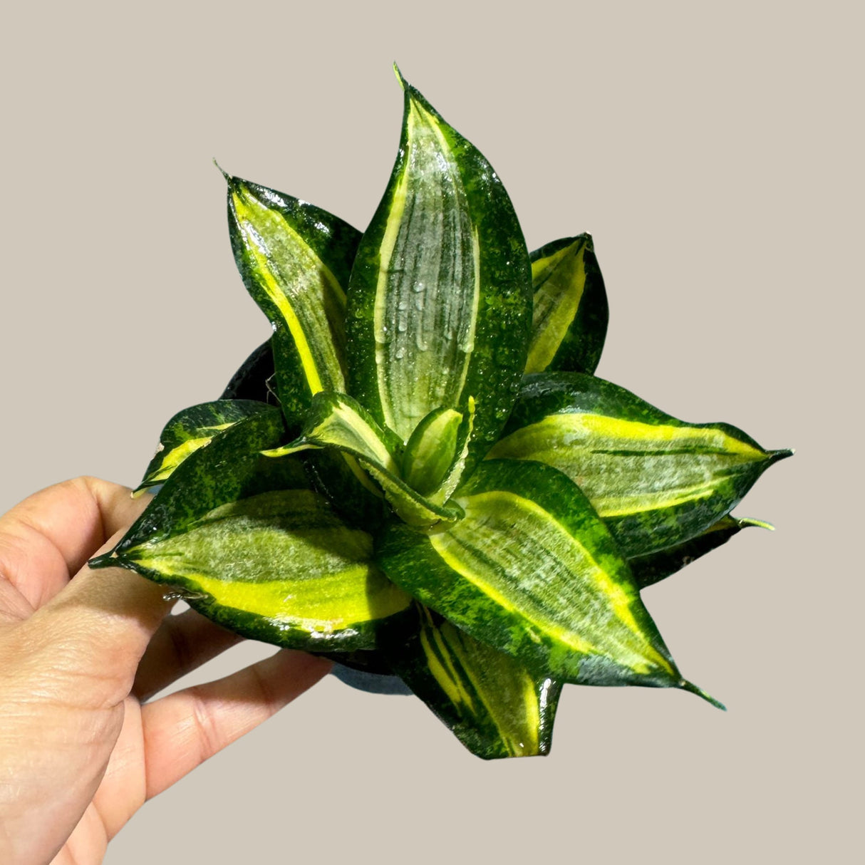 Rare Sansevieria Trifasciata Gold Star in 3” pot - Mini Snake Plant- Live Houseplant - Air Purifying Plant - Yellow Snake Plant