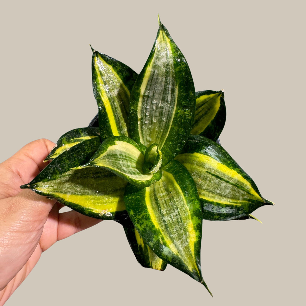 Rare Sansevieria Trifasciata Gold Star in 3” pot - Mini Snake Plant- Live Houseplant - Air Purifying Plant - Yellow Snake Plant
