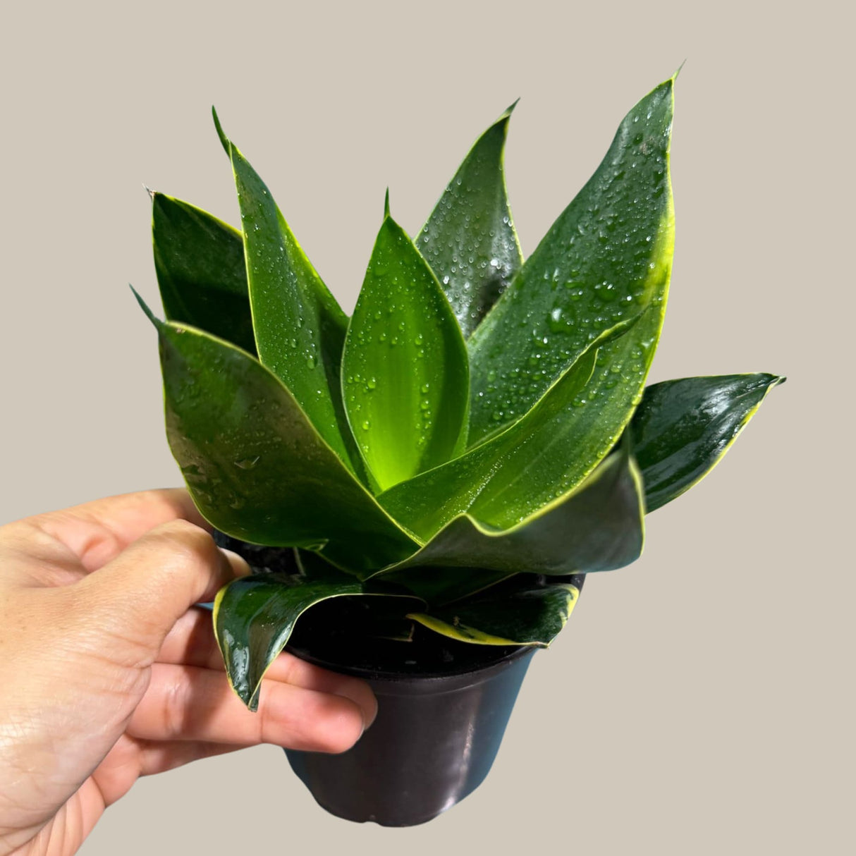 Rare Sansevieria 'Emerald Star' Snake Plant in 3” Pot - Indoor Air Purifierent - Snake Plant Emerald Star - Live Houseplant - US seller