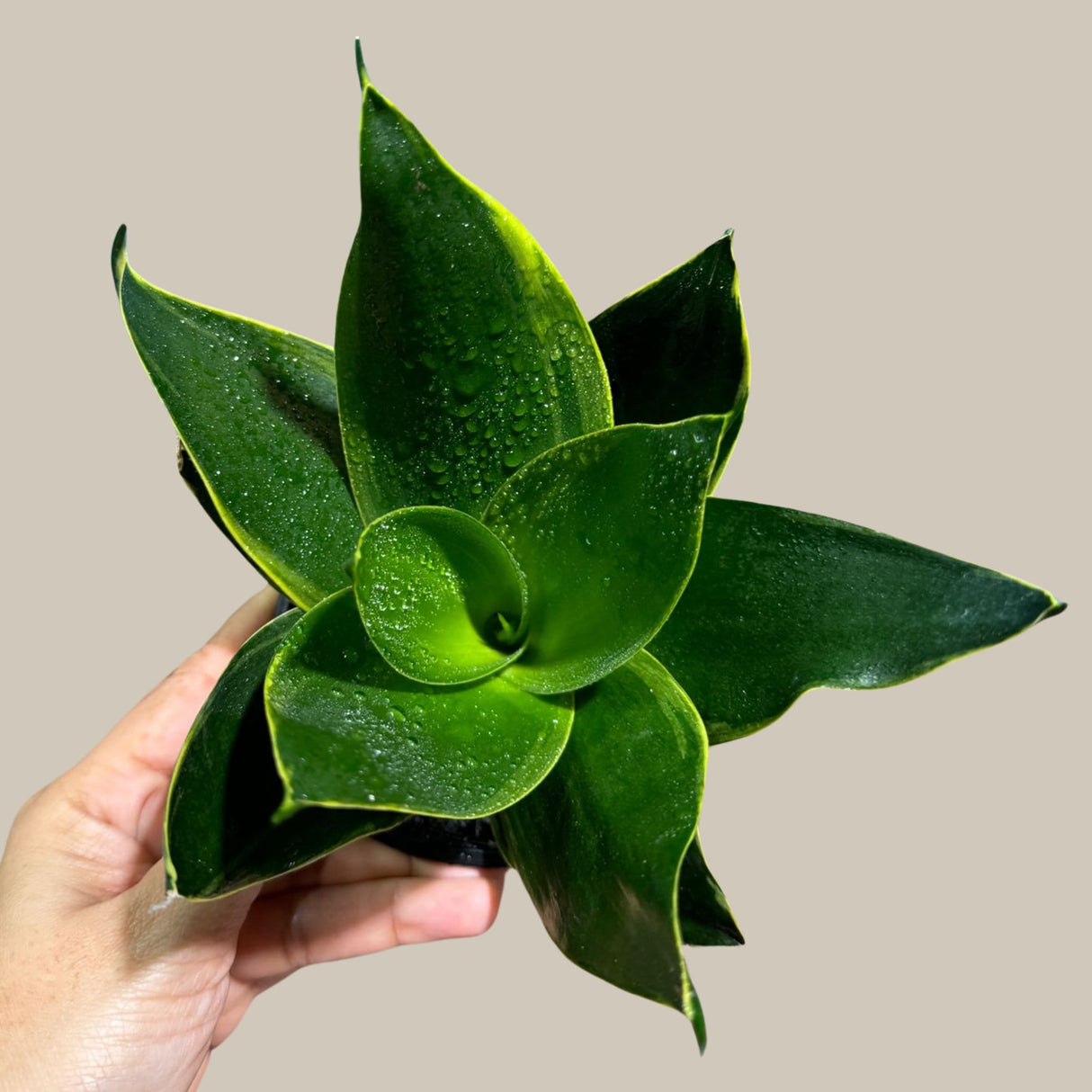 Rare Sansevieria 'Emerald Star' Snake Plant in 3” Pot - Indoor Air Purifierent - Snake Plant Emerald Star - Live Houseplant - US seller