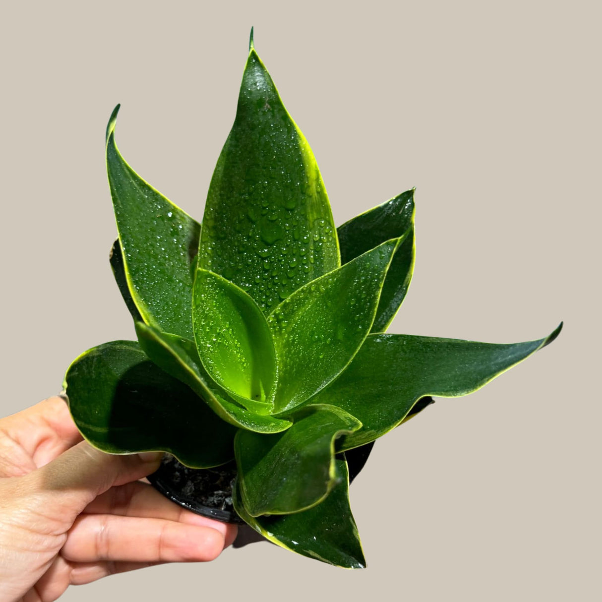 Rare Sansevieria 'Emerald Star' Snake Plant in 3” Pot - Indoor Air Purifierent - Snake Plant Emerald Star - Live Houseplant - US seller