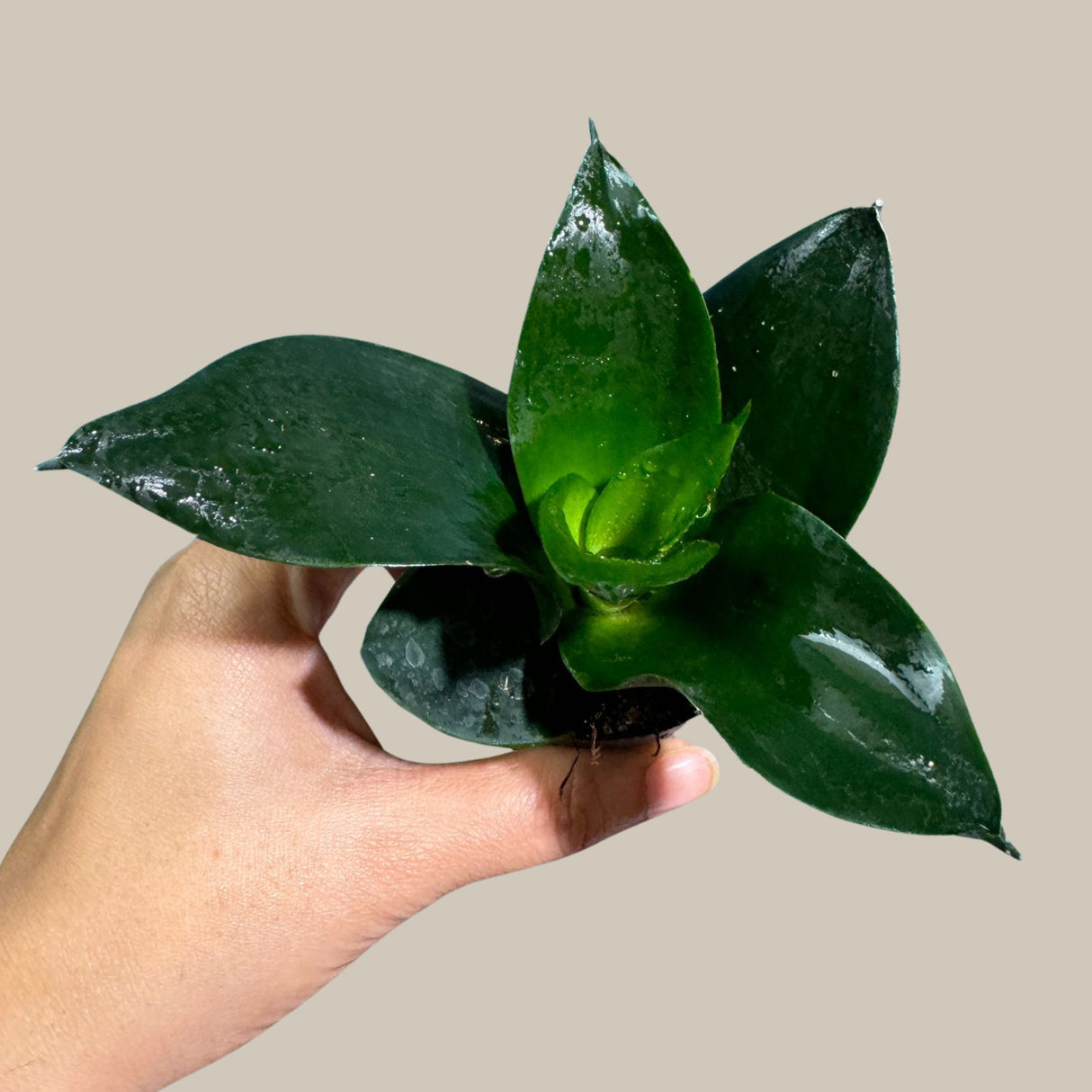 Rare Sansevieria 'Emerald Star' Snake Plant in a Nursery Pot