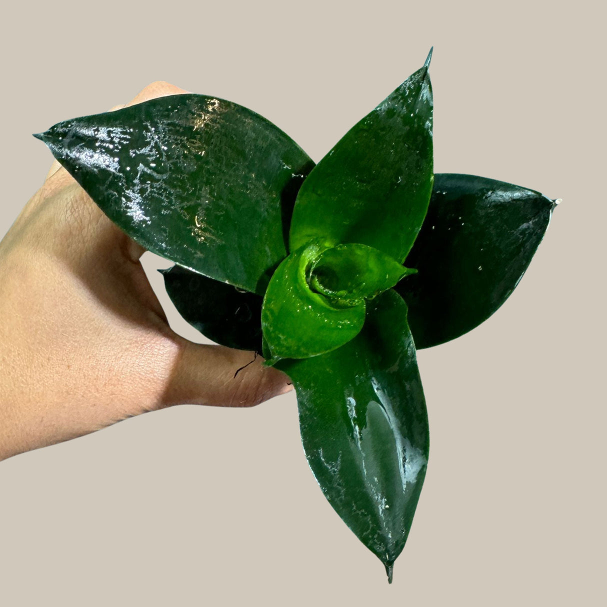 Rare Sansevieria 'Emerald Star' Snake Plant in a Nursery Pot