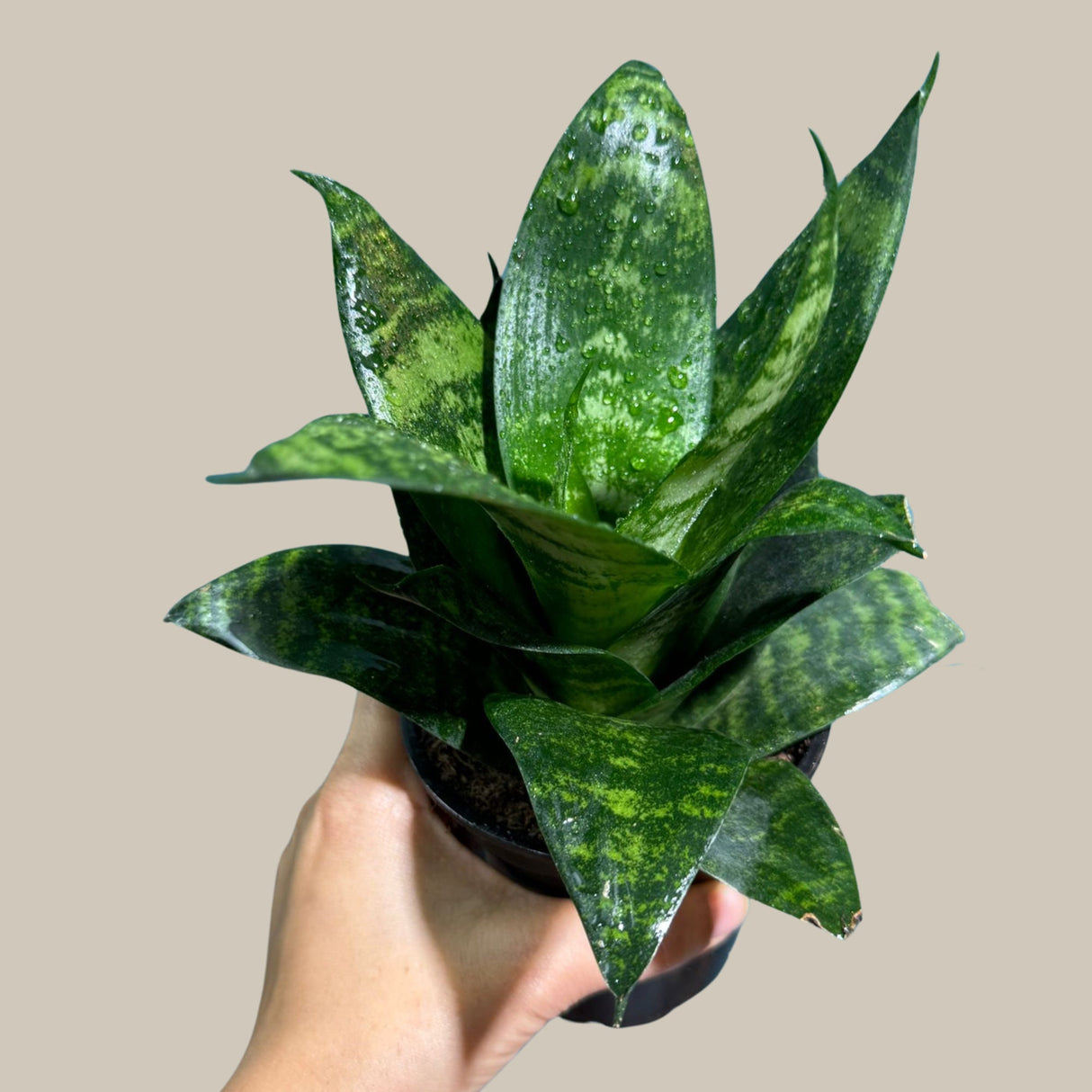 Rare Sansevieria Trifasciata Hahnii in a Nursery Pot