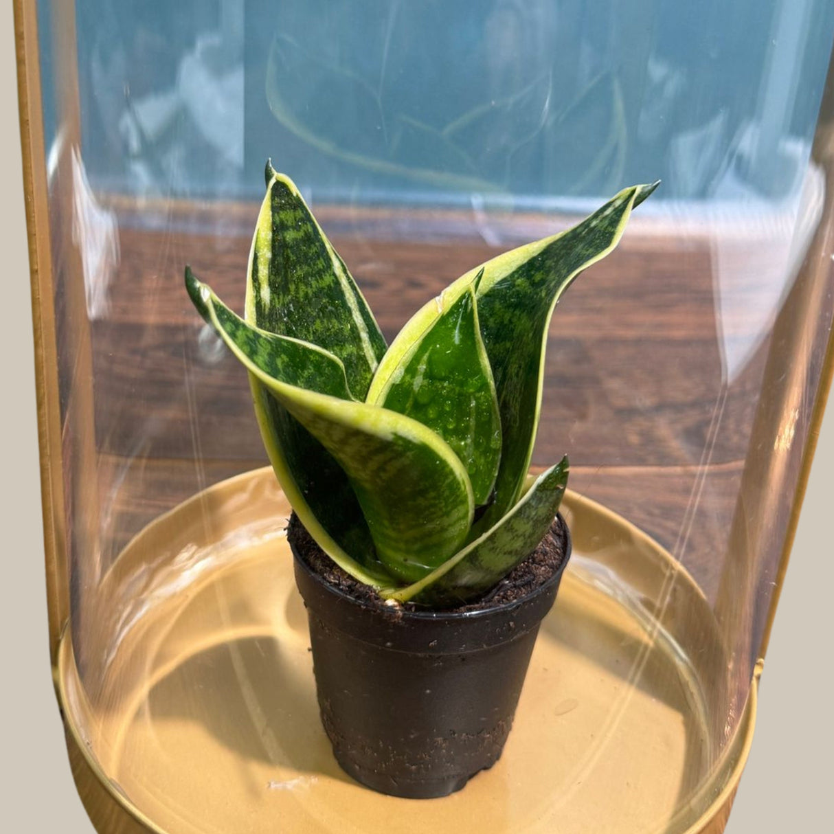 Rare Sansevieria Futura Superba Small Star Snake Plant in a Nursery Pot