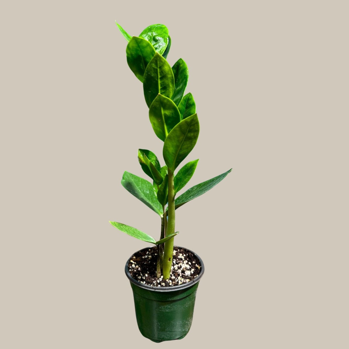 Green Zz Plant - Zamioculcas Zamiifolia Single Plant in a Pot - Rare Indoor Good Luck Houseplant - Easy Care Gift Plant -Indoor Potted Plant