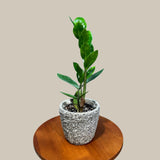 Green Zz Plant - Zamioculcas Zamiifolia Single Plant in a Pot