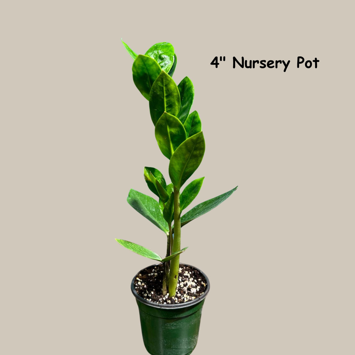 Green Zz Plant - Zamioculcas Zamiifolia Plant in a Pot