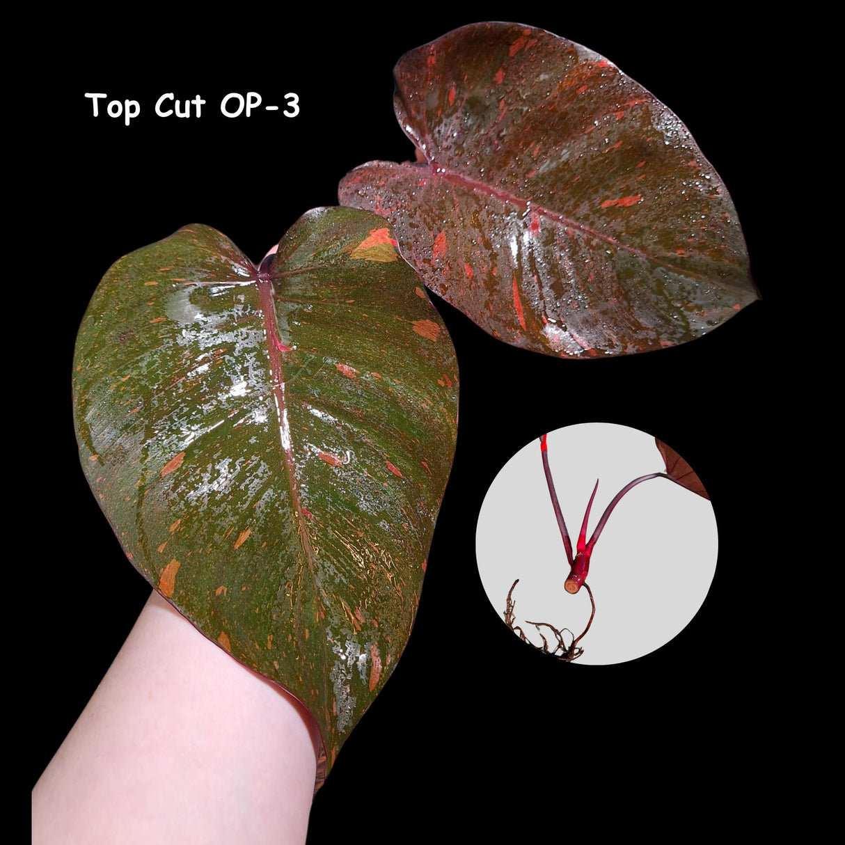 Variegated Philodendron Orange Princess Cutting - Philodendron Orange Princess Marble - Rare Collector Indoor Plant - Live Plant - US Seller