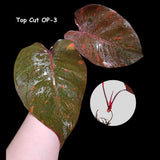 Variegated Philodendron Orange Princess Cutting - Philodendron Orange Princess Marble - Rare Collector Indoor Plant - Live Plant - US Seller