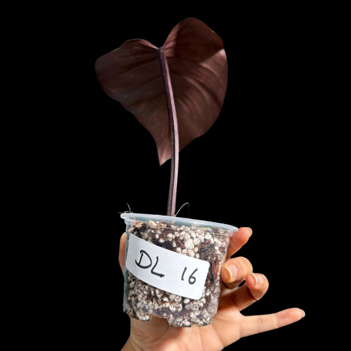 VERY RARE Philodendron Orange Princess in a Nusery Pot - Live Philodendron Orange Princess Marble - Same Potted Plant - US Seller