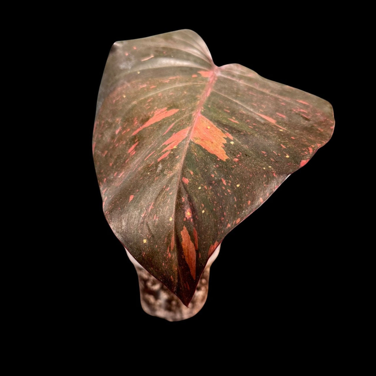 VERY RARE Philodendron Orange Princess in a Nusery Pot - Live Philodendron Orange Princess Marble - Same Potted Plant - US Seller