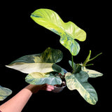 High Variegated Philodendron Bipennifolium in a Nursery Pot