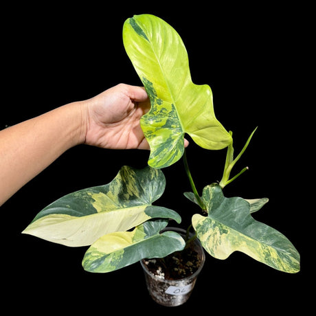 High Variegated Philodendron Bipennifolium in a Nursery Pot