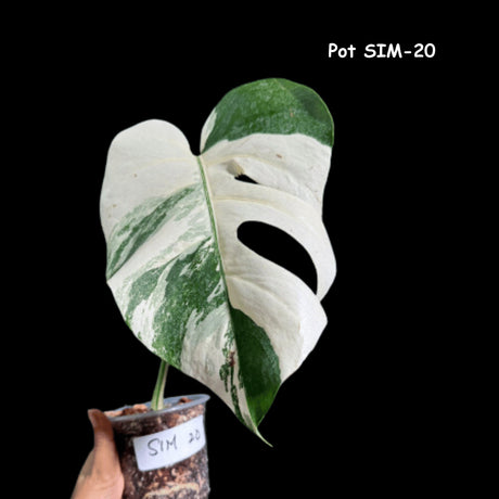 Monstera Albo Same Plant in a Nursery Pot