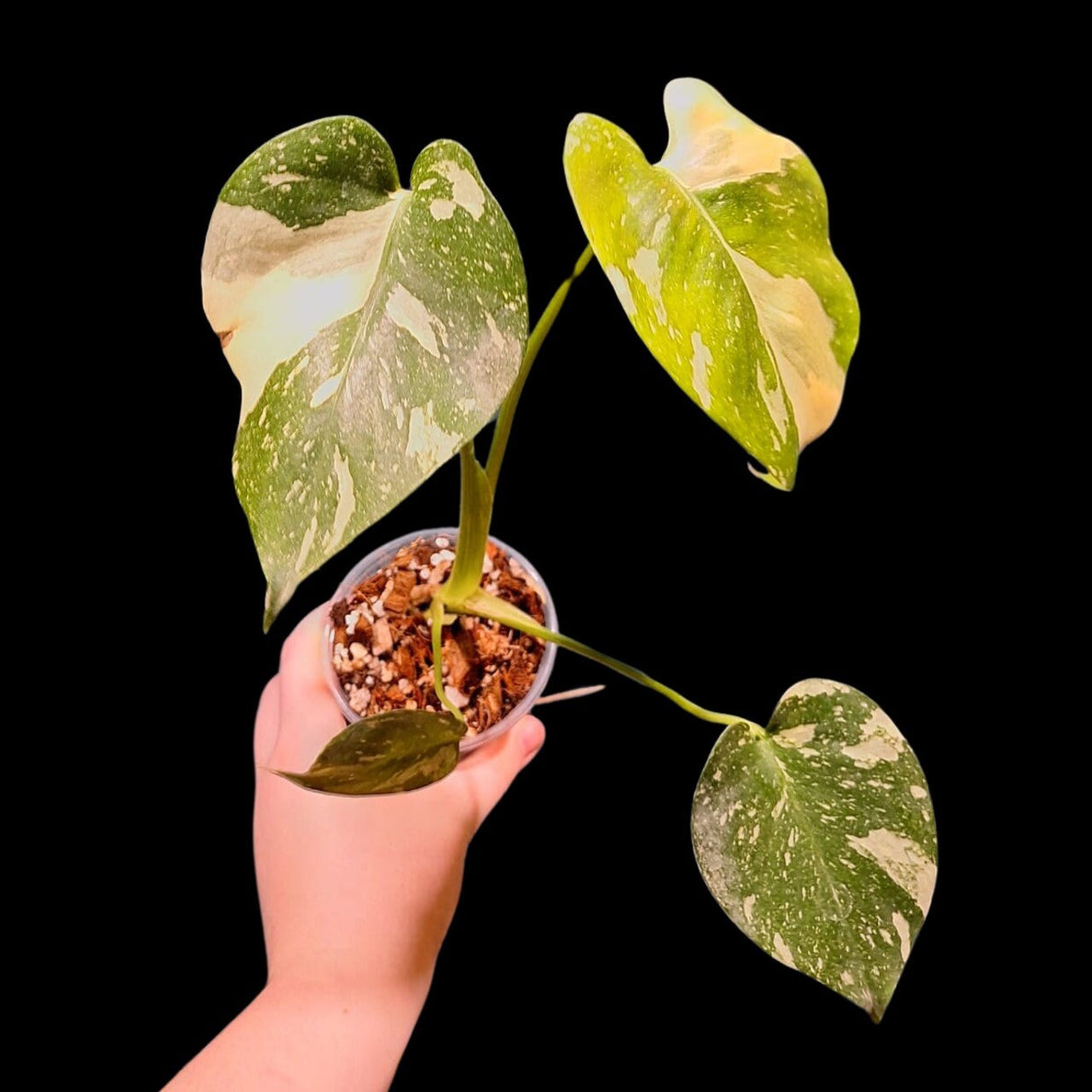 Monstera Thai constellation plant | Variegated Monstera Thai Constellation Plant in a Nursery Pot | Mature Monstera Plant-US Seller