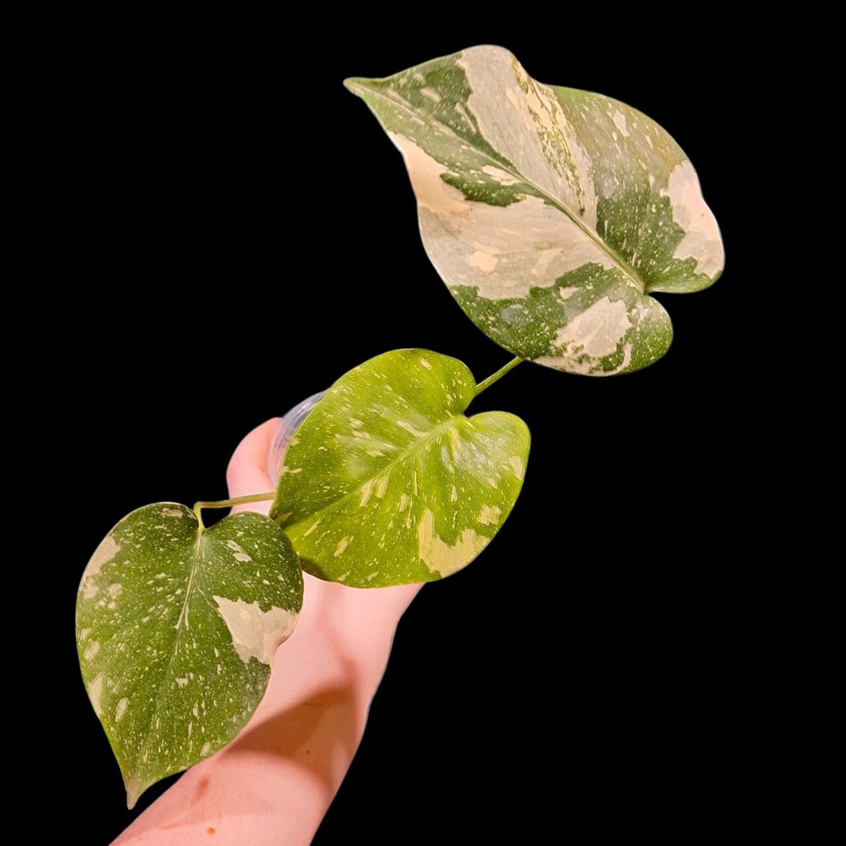 Monstera Thai constellation plant | Variegated Monstera Thai Constellation Plant in a Nursery Pot | Mature Monstera Plant-US Seller