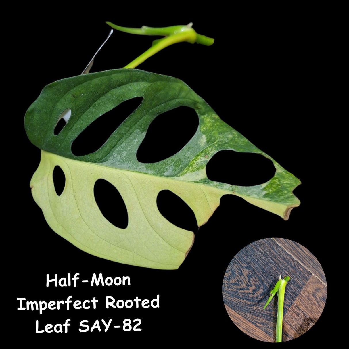 Monstera Adansonii Aurea High Variegated - Rooted Leaf Premium Color Swiss Cheese - SAME Leaf Cutting as pictures - US Seller