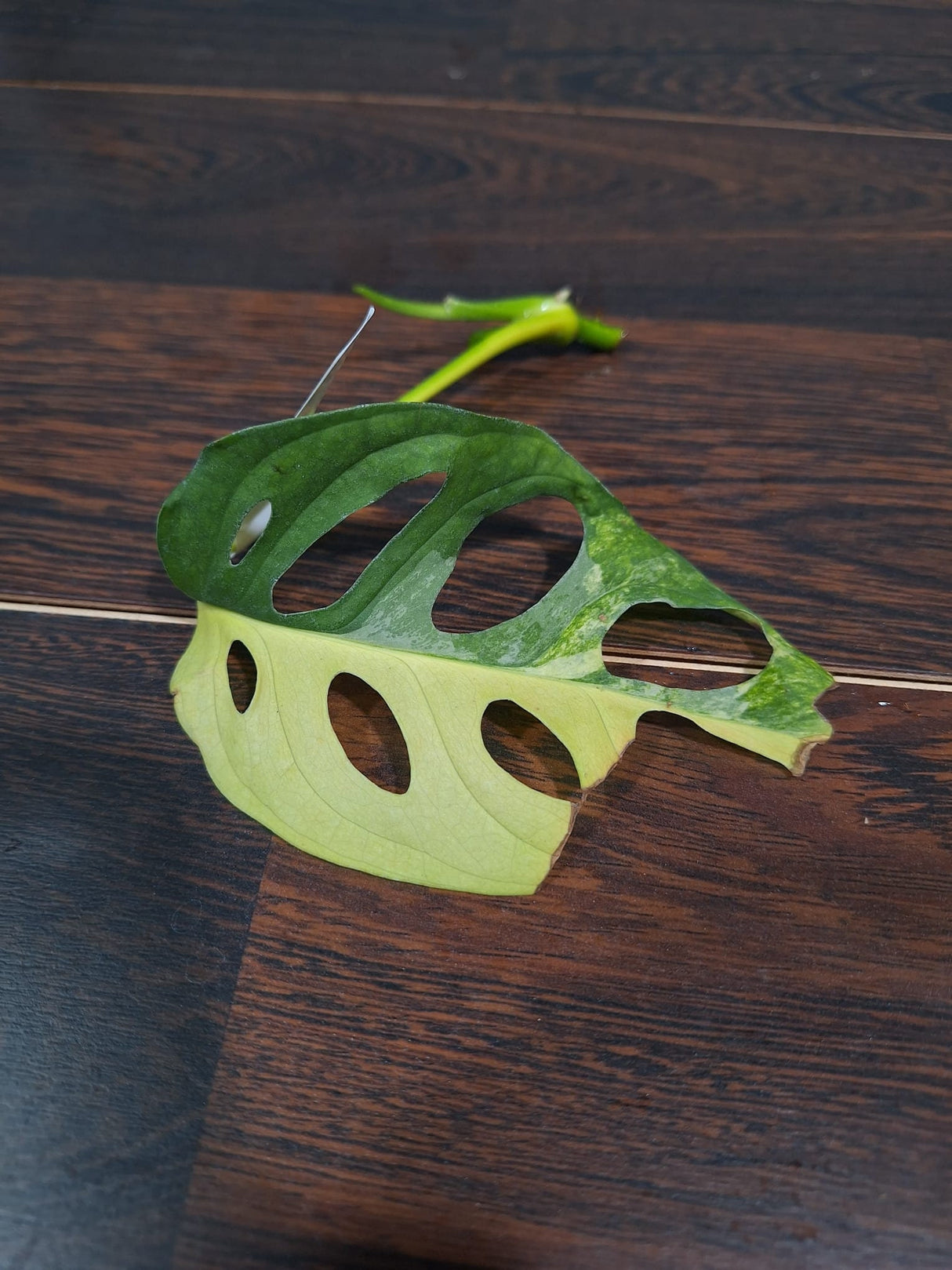 Monstera Adansonii Aurea High Variegated - Rooted Leaf Premium Color Swiss Cheese - SAME Leaf Cutting as pictures - US Seller
